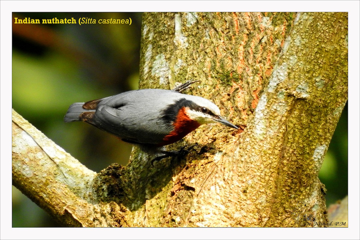 Indian Nuthatch - ML278624741