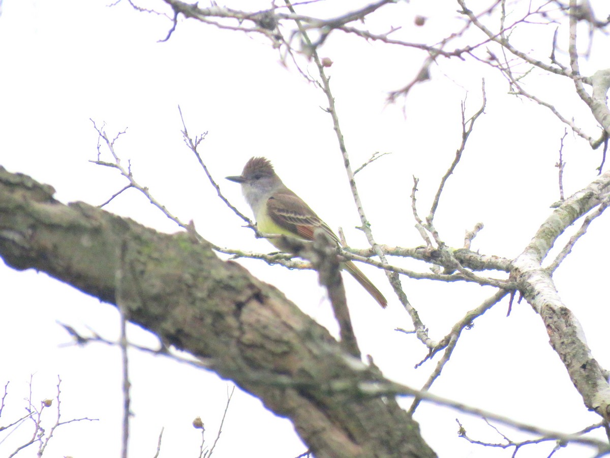 Brown-crested Flycatcher - ML27862521