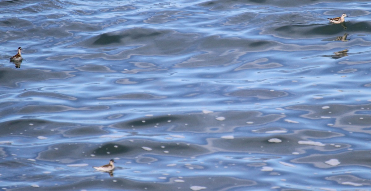 Red-necked Phalarope - ML278626691