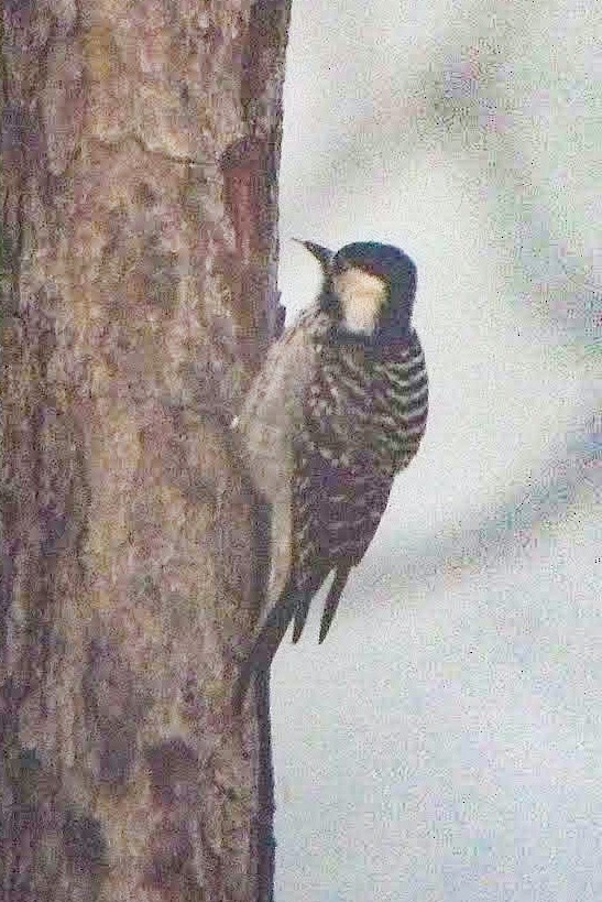 Red-cockaded Woodpecker - ML278627661