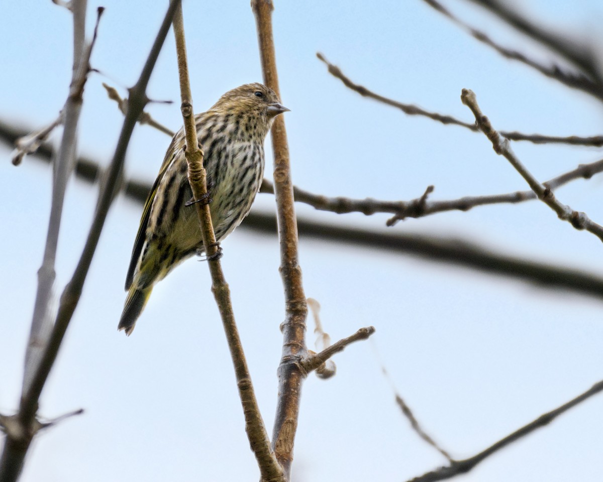 Pine Siskin - Dori Eldridge