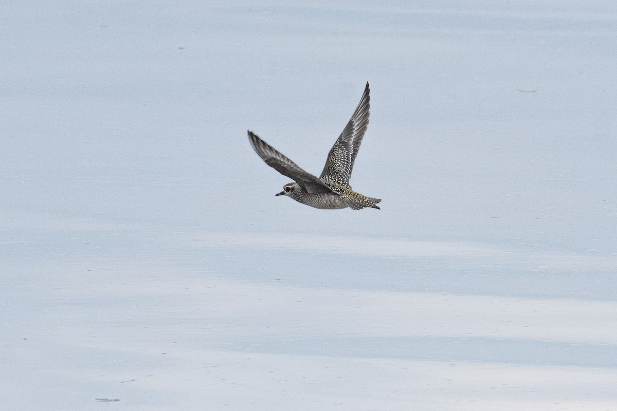 American Golden-Plover - Serg Tremblay