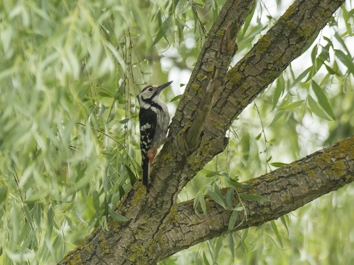 White-backed Woodpecker - ML278629771