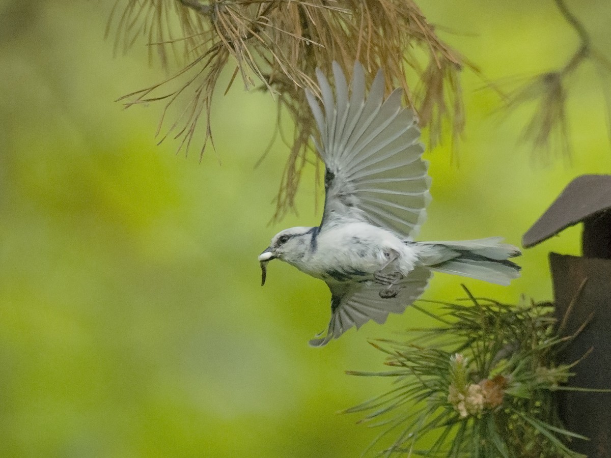 Azure Tit - ML278629921