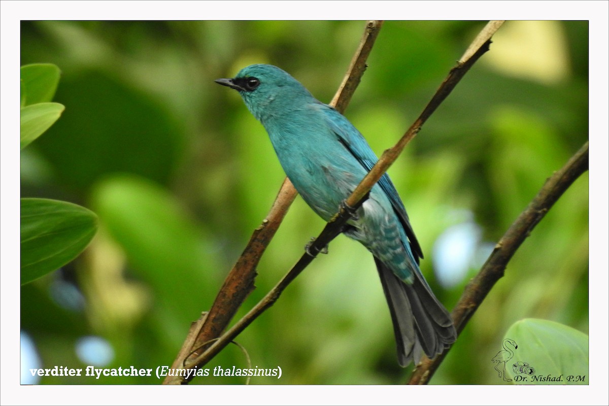 Verditer Flycatcher - ML278631131