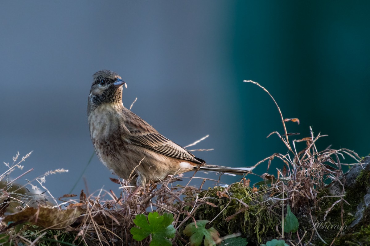 White-capped Bunting - ML278631161