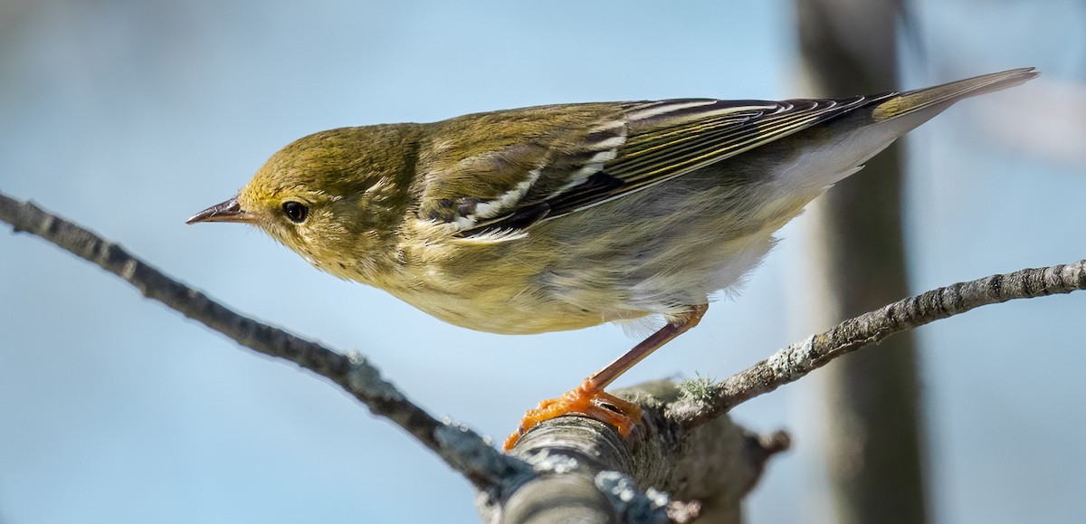 Blackpoll Warbler - ML278635181