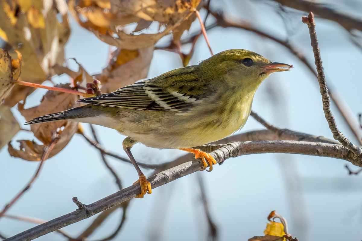 Blackpoll Warbler - ML278635191