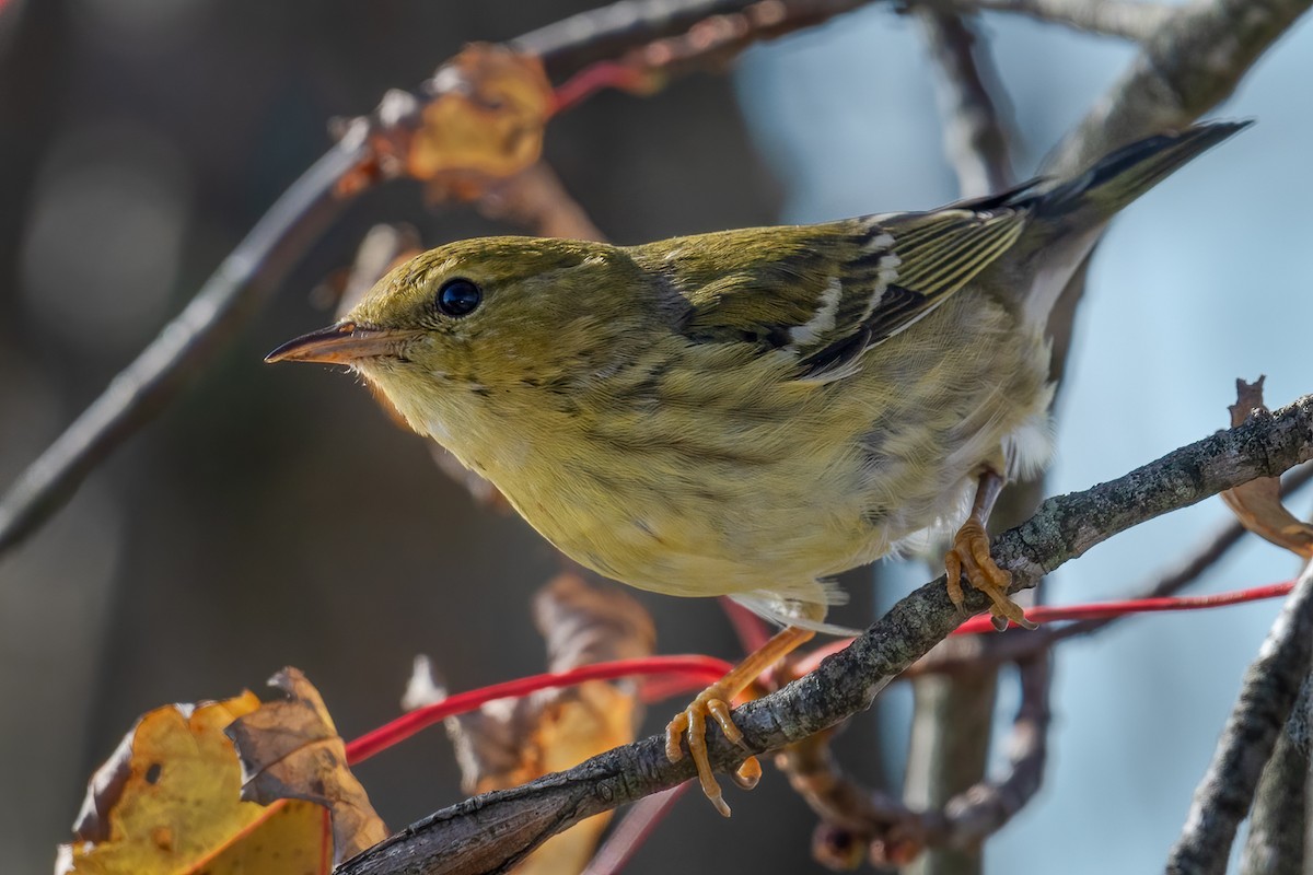 Blackpoll Warbler - ML278635201