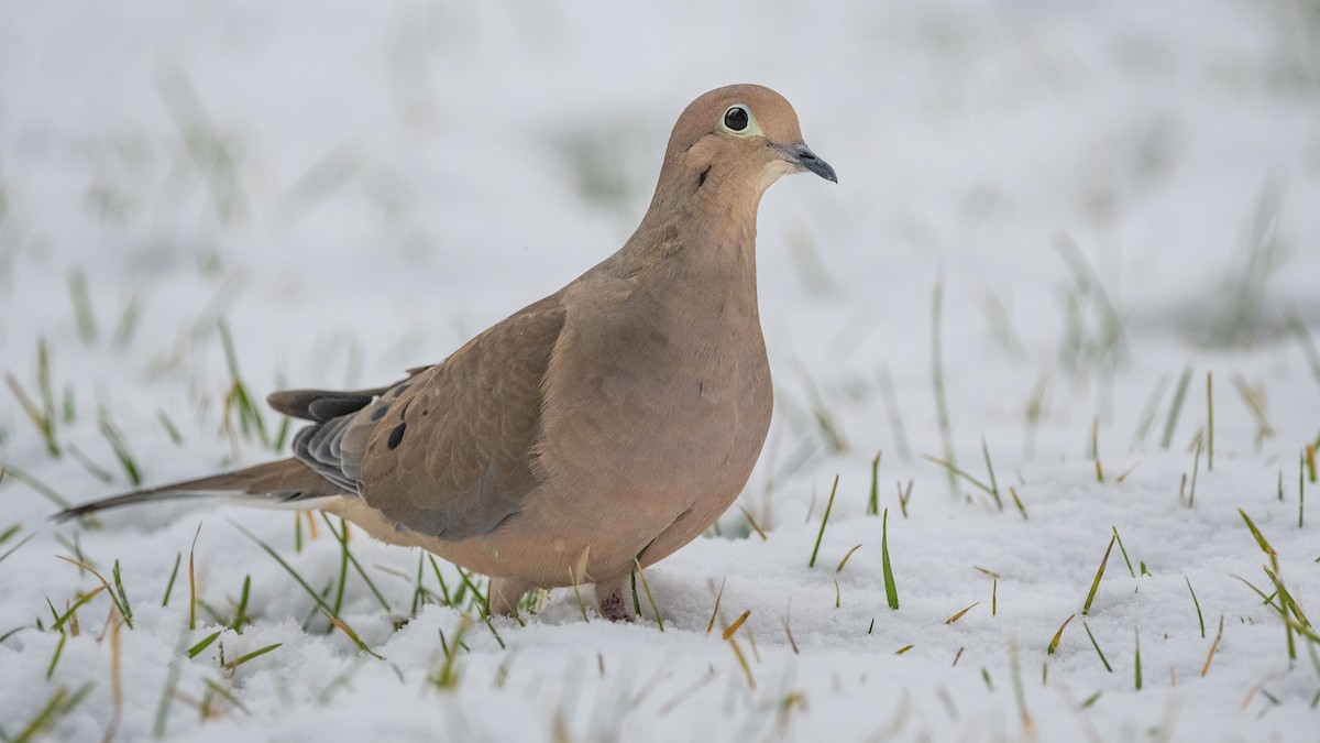 Mourning Dove - ML278637151