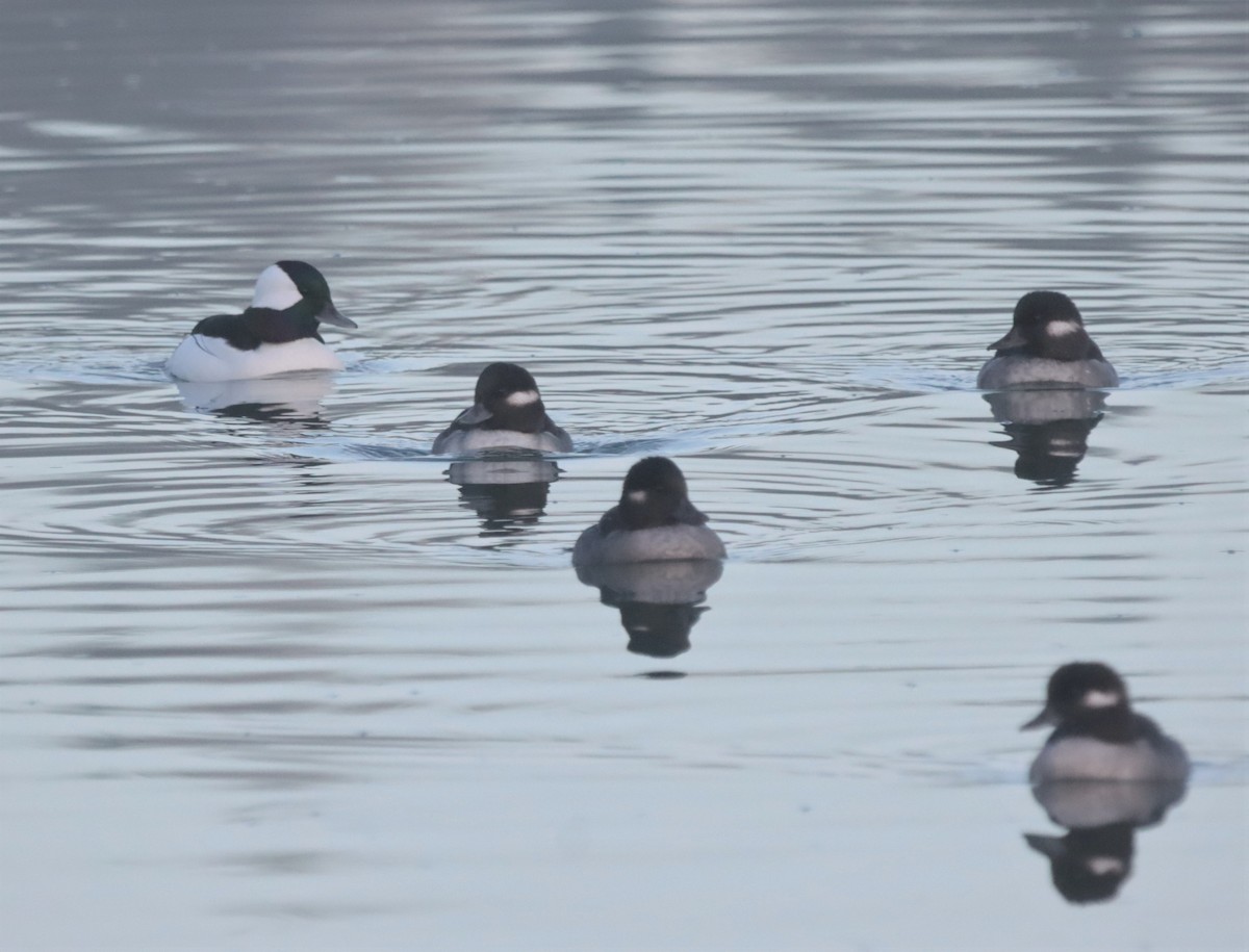 Bufflehead - ML278640261