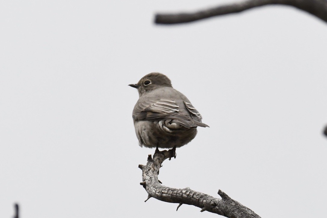 Townsend's Solitaire - Benjamin Byerly