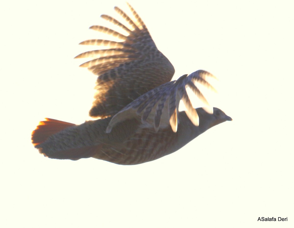 Gray Partridge - ML278640781