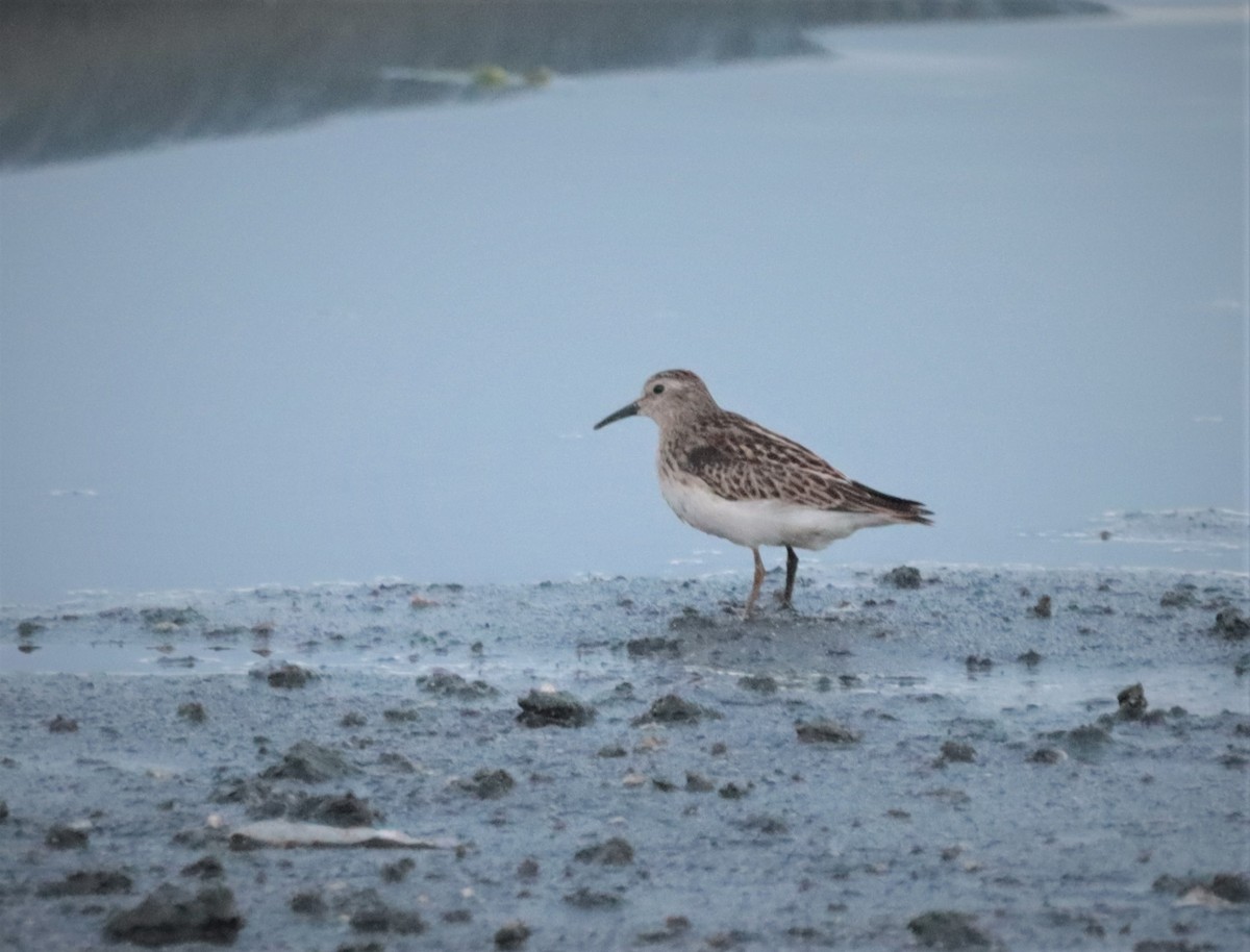 Least Sandpiper - ML278641681