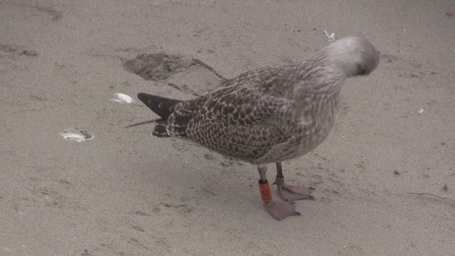 Gaviota Argéntea (europea) - ML278643081