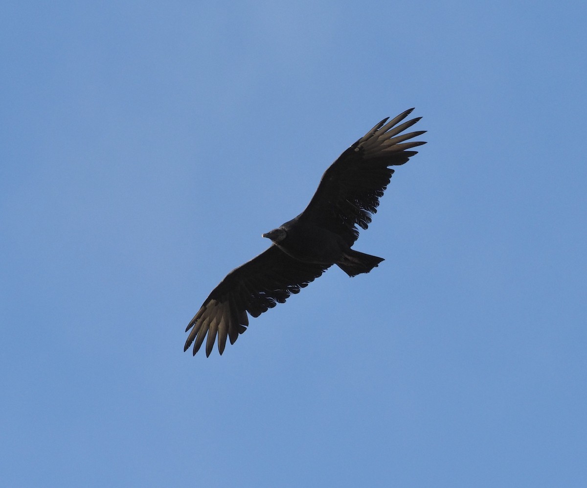 Black Vulture - ML278644311