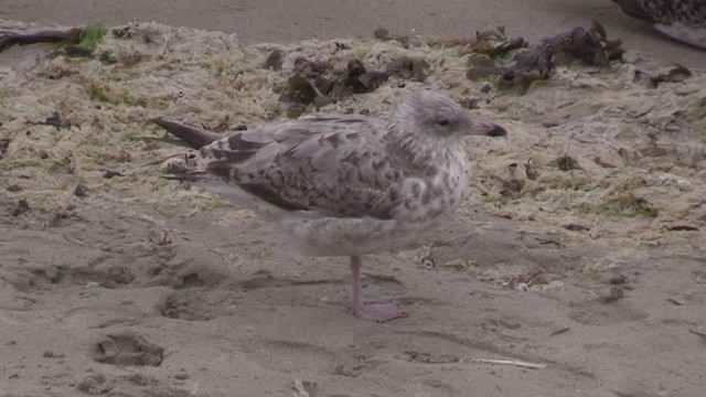 Gaviota Argéntea (europea) - ML278644421