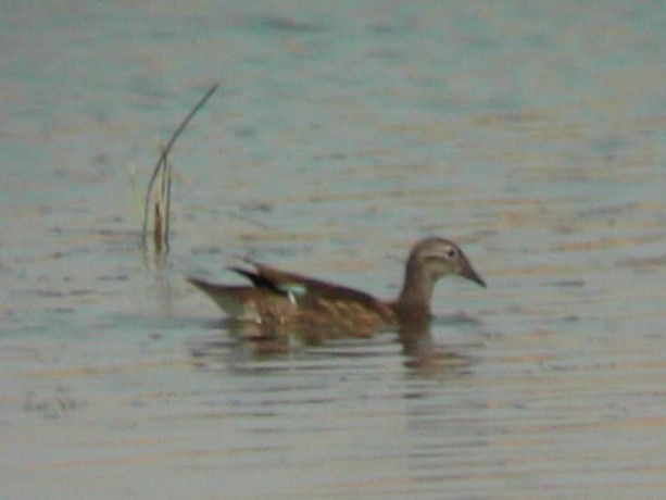 Wood Duck - ML278644681