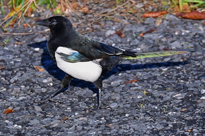 Алаг шаазгай - ML278644751