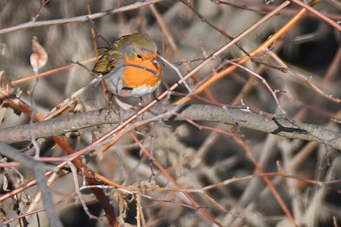 Өрнийн зээрд омруут - ML278644821