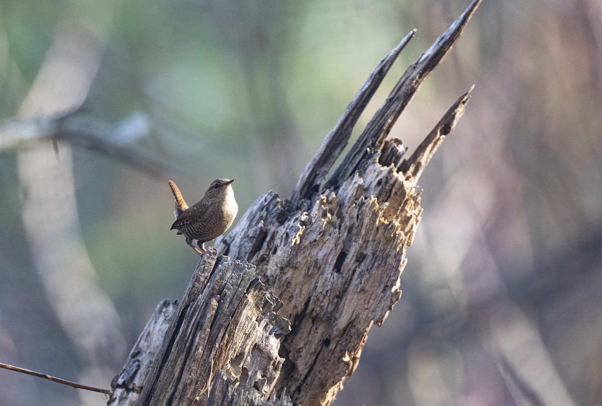 Winter Wren - ML278645551