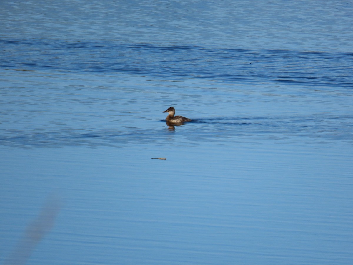 Ruddy Duck - ML278645831