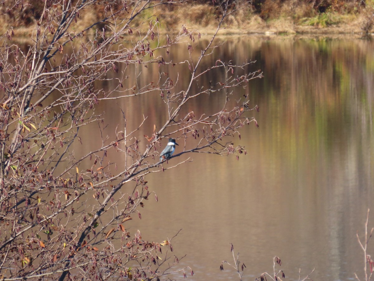 Belted Kingfisher - ML278646131
