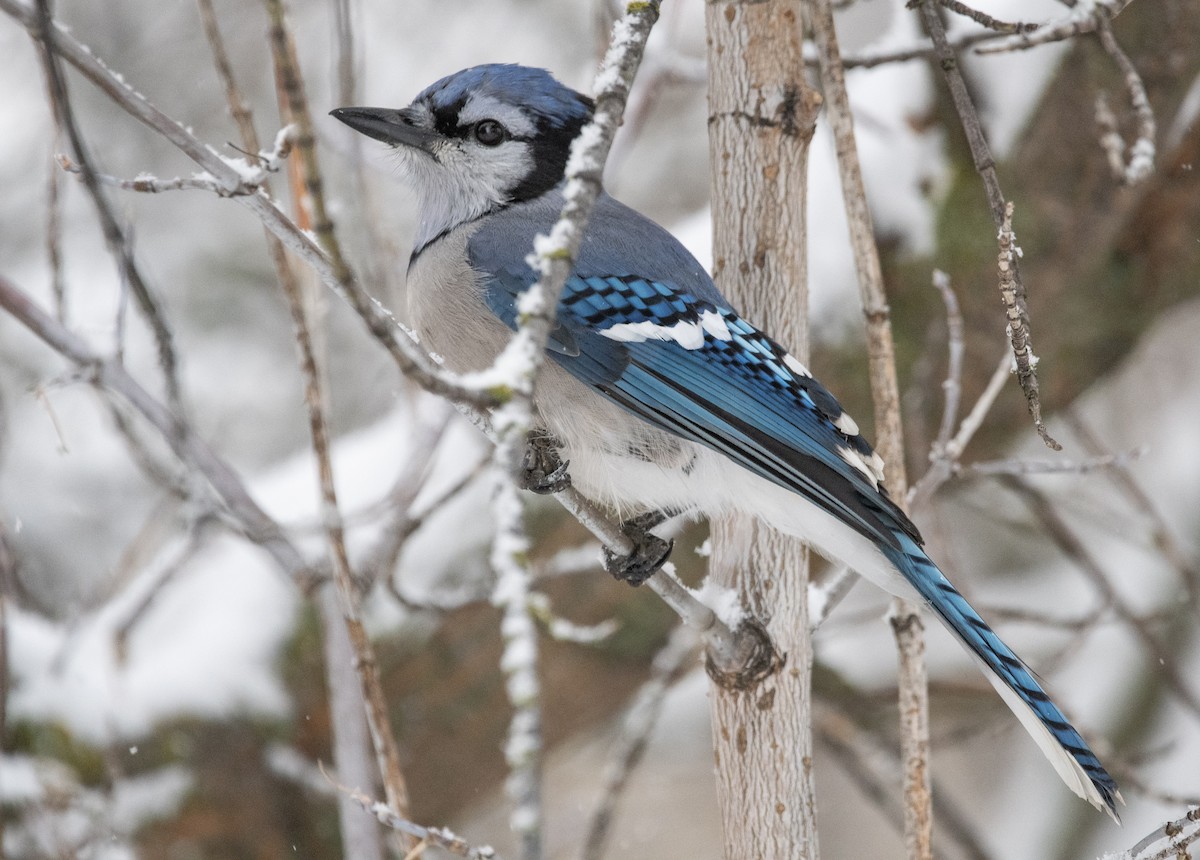 Blue Jay - ML278646221