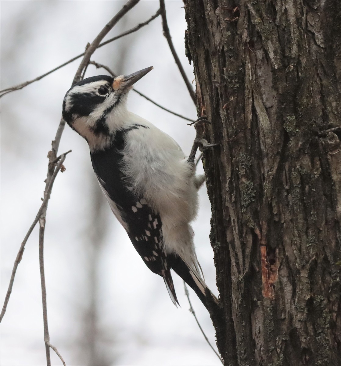 Hairy Woodpecker - ML278648331