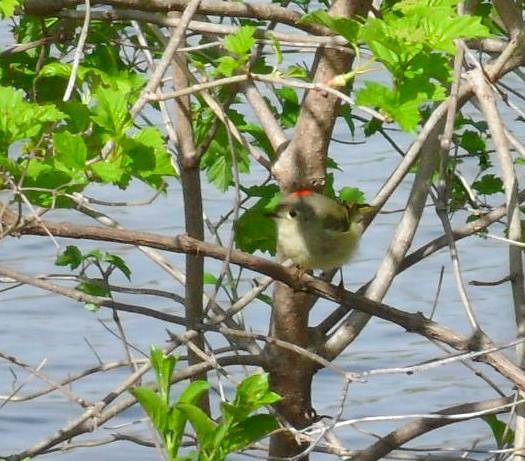 Ruby-crowned Kinglet - ML27864981