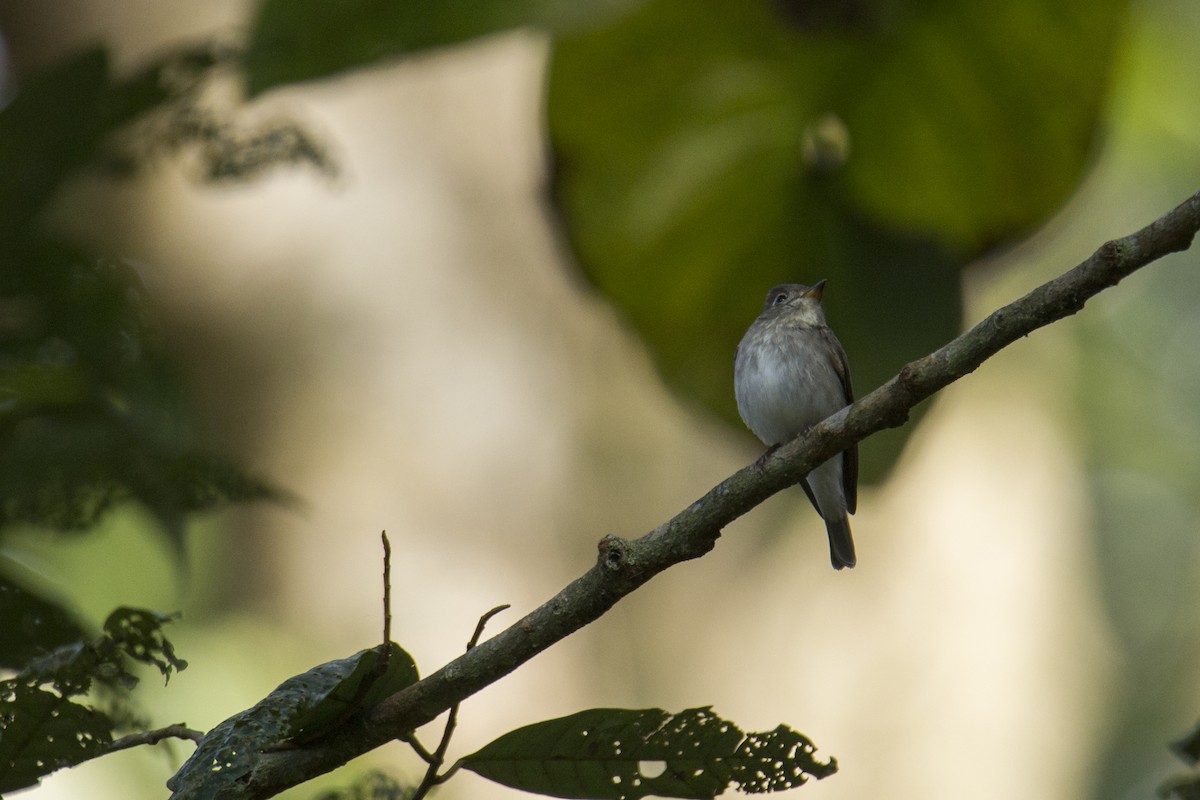 Asian Brown Flycatcher - Vishnu Vinod