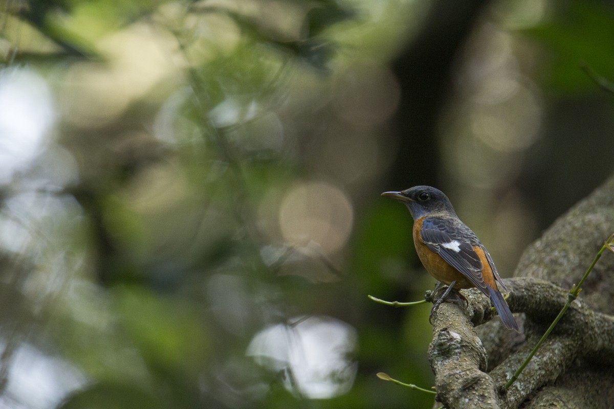 Blue-capped Rock-Thrush - ML278650381