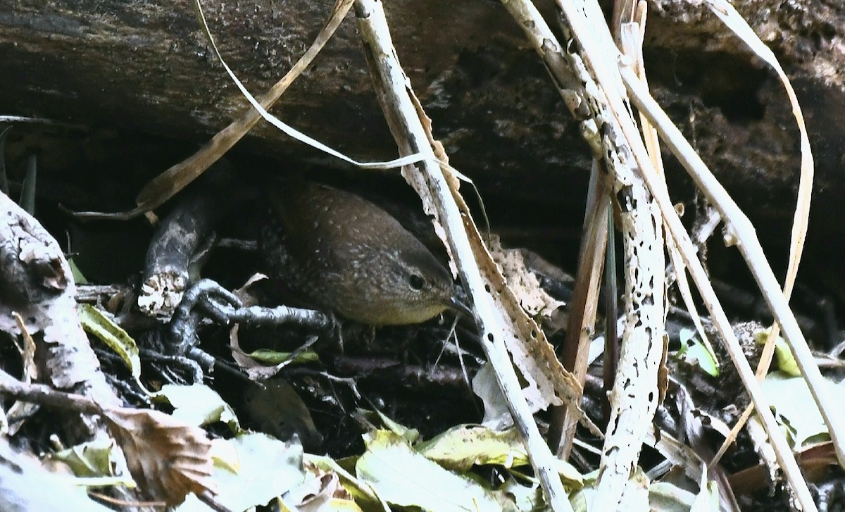 Winter Wren - ML278650661