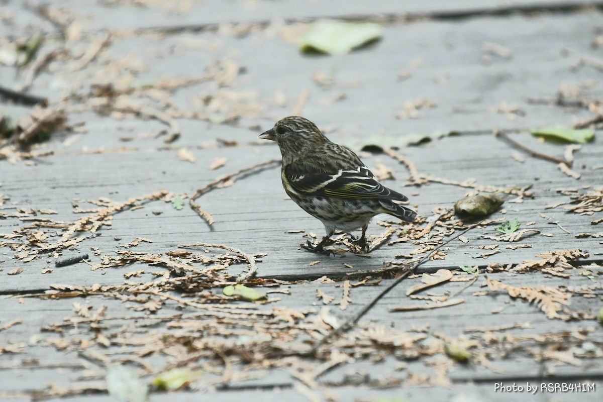 Pine Siskin - ML278650681