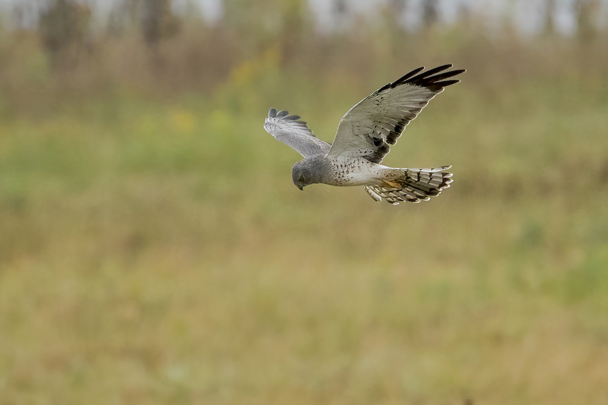 Northern Harrier - Sue Barth