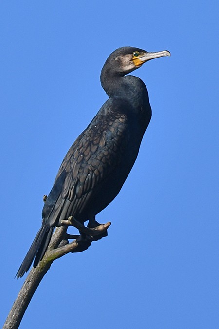 Great Cormorant - ML278651231