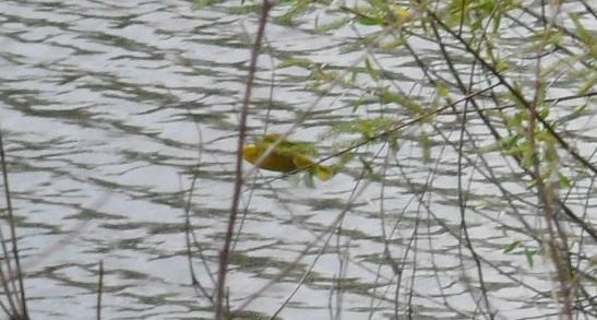 Yellow Warbler - ML27865151