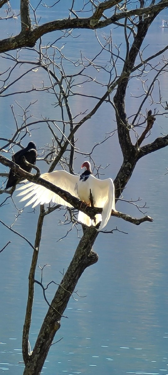 Turkey Vulture - ML278652081