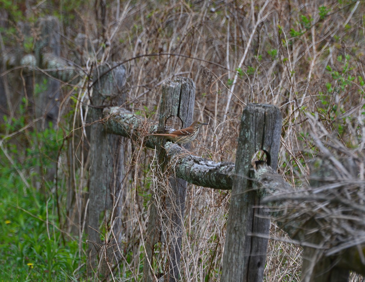 Brown Thrasher - Steve Schuyler