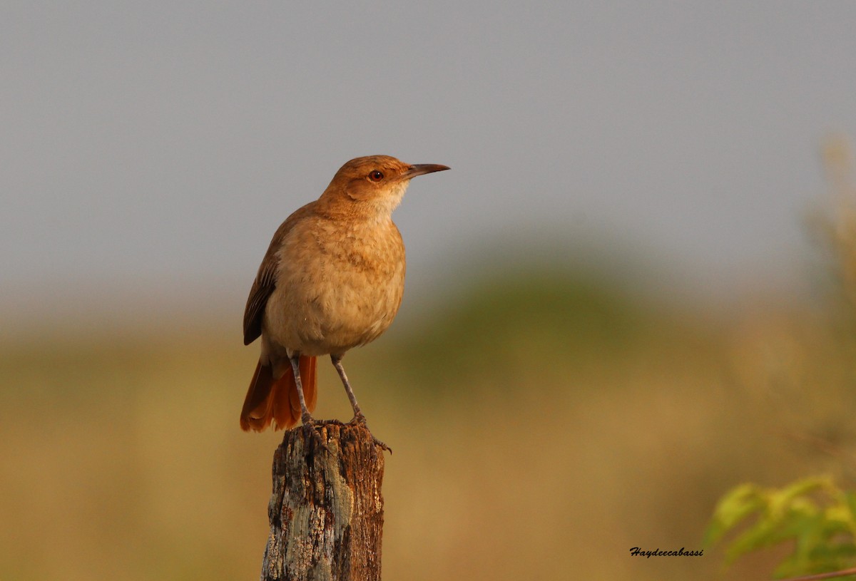 Rufous Hornero - ML278652861