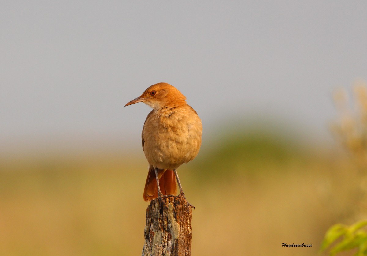 Rufous Hornero - Haydee Cabassi