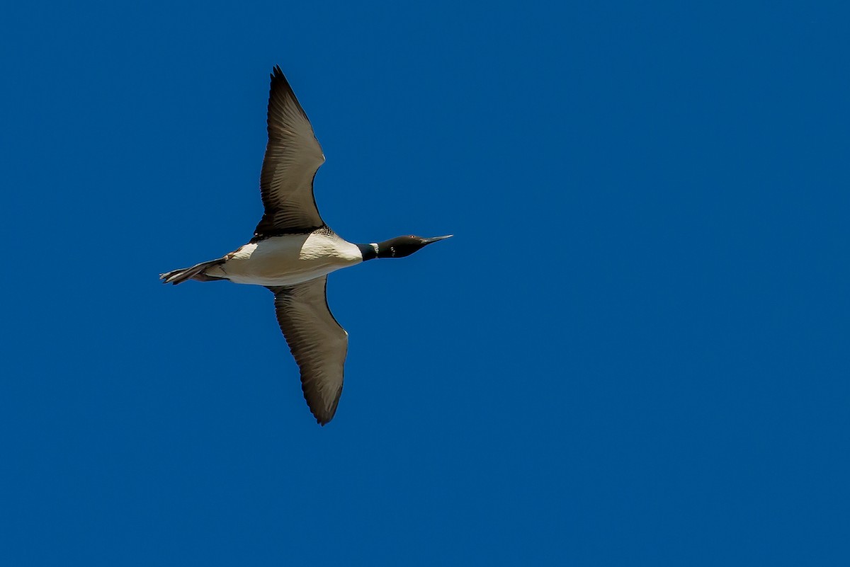 Common Loon - J B