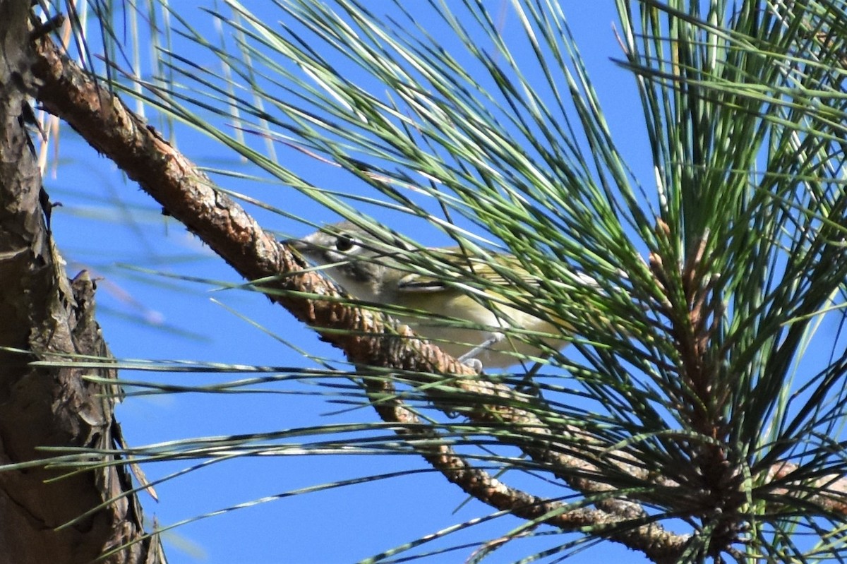 Blue-headed Vireo - ML278654091