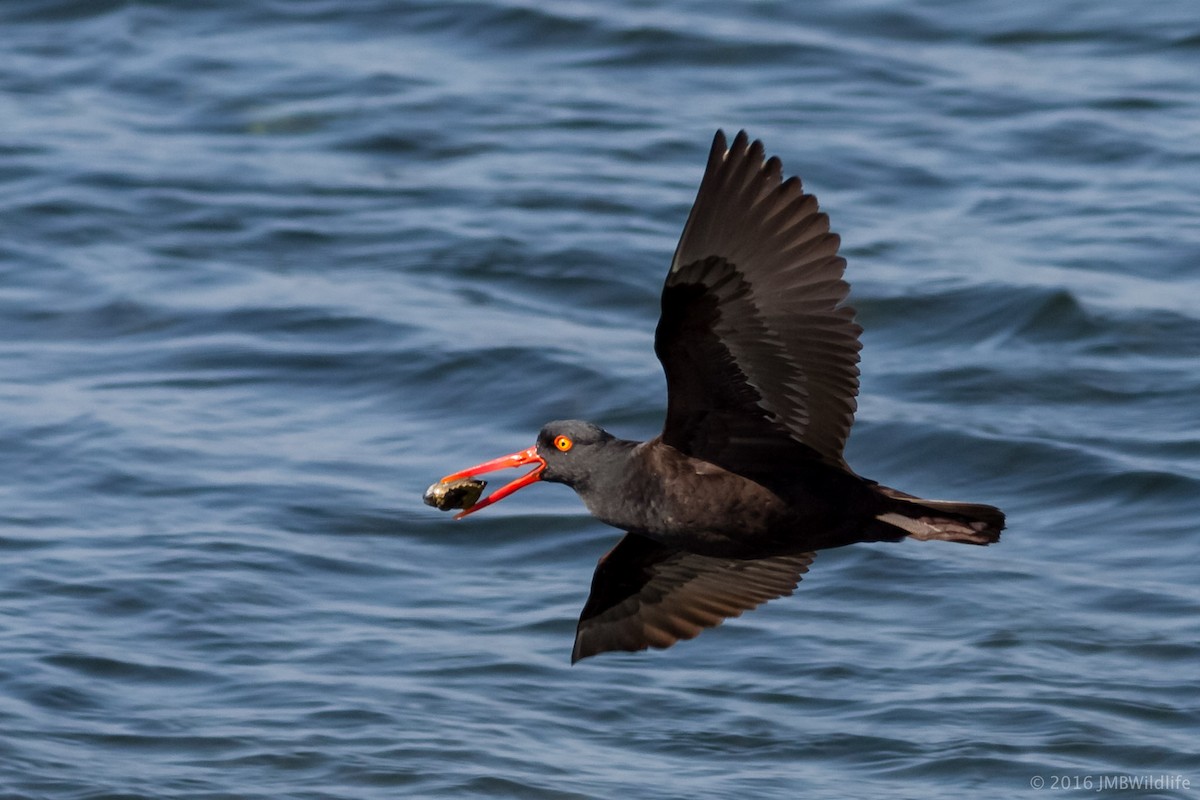 Black Oystercatcher - ML27865541