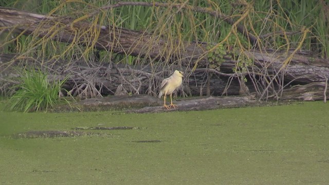 kvakoš noční (ssp. nycticorax) - ML278655491