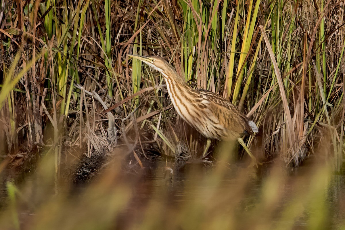 American Bittern - Sue Barth