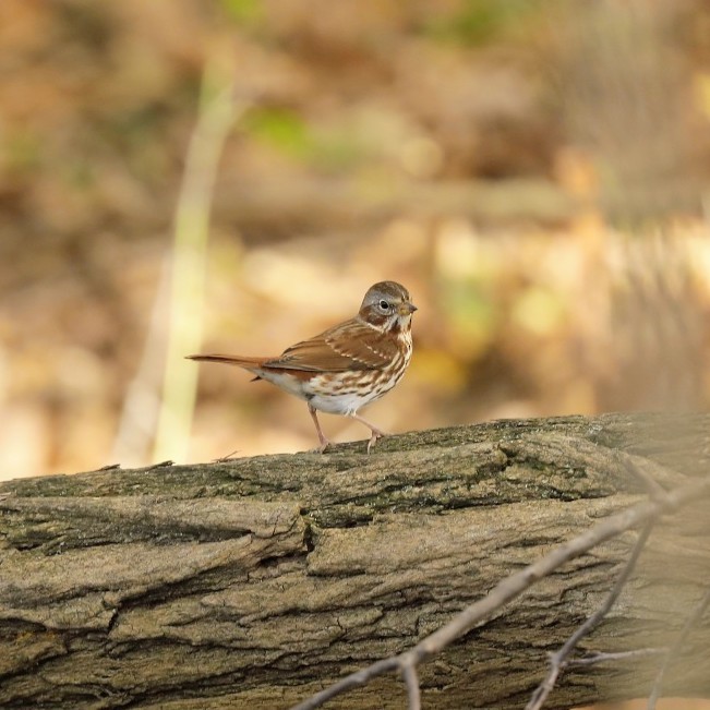 Fox Sparrow - ML278656201