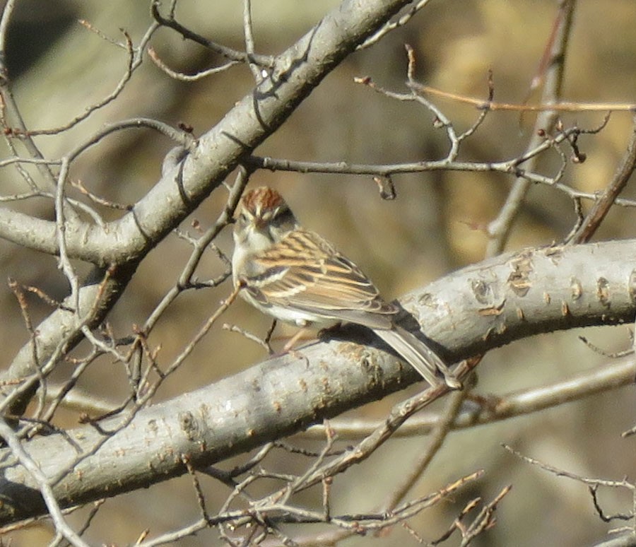 Chipping Sparrow - ML278657381