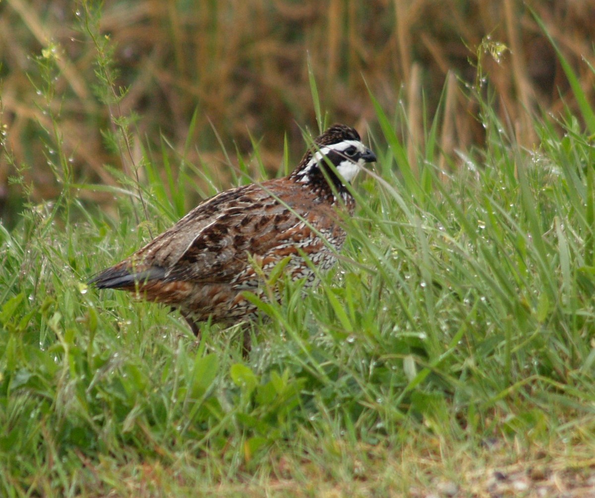 Northern Bobwhite - ML27865941