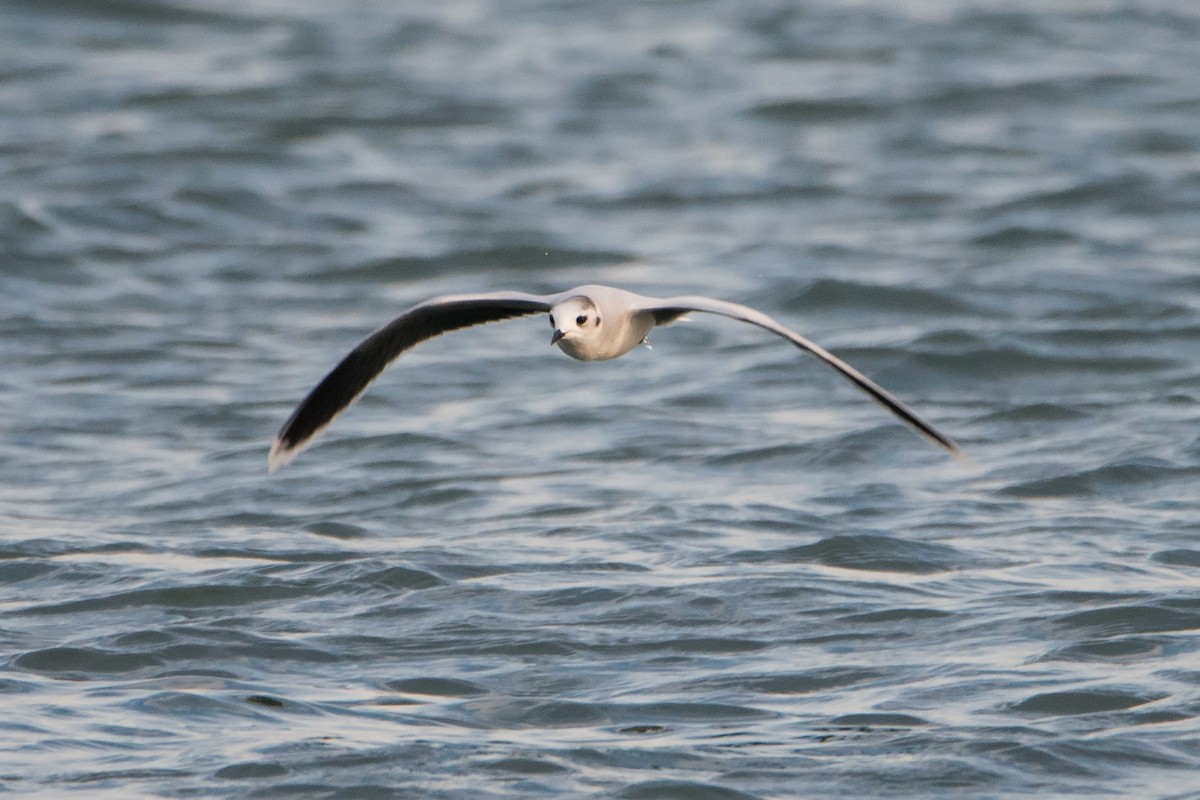 Little Gull - Sue Barth